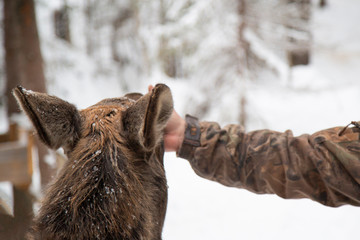 moose farm in winter