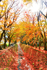 Naklejka premium Widok kolorowi drzewa w jesieni przy Fujikawaguchiko obok Jeziornego Kawaguchi w Japonia.