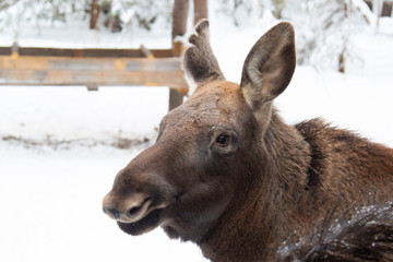 moose farm in winter