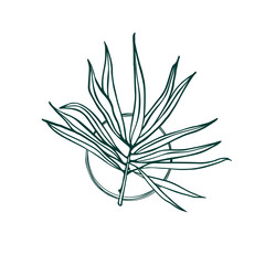 Palm leaf. Outline drawing. Nature label with exotic plant. Vector symbol.