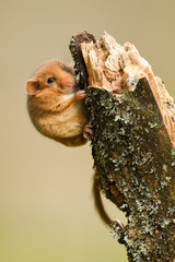 Hazel Dormouse / Muscardinus avellanarius