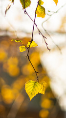 Birch branches on an autumn day against the sky and the roof of a house decorated with beautiful bokeh rings.