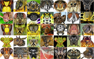 Insects closeup. Collage of insect portraits 