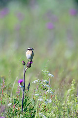 Braunkehlchen Männchen auf einer Wildblumenwiese