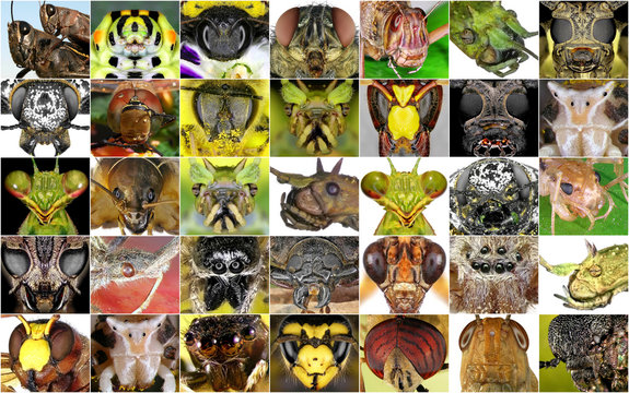 Insects closeup. Collage of insect portraits 