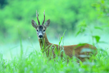 Roe Deer (Capreolus capreolus) on the meadow