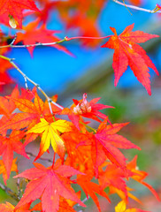 Maple leaves in autumn in Japan.