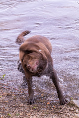 chocolate lab shaking water off right rotation 