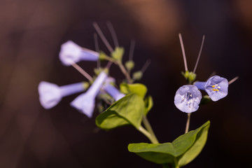 violet colored flowers in forest 