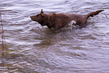 chocolate lab shaking water off in river 