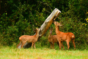 Roe Deer (Capreolus capreolus) on the meadow