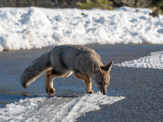 Obraz premium Chilean Foxes