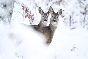  Roe Deer (Capreolus capreolus) in the forest. Bieszczady Mountains. © Szymon Bartosz