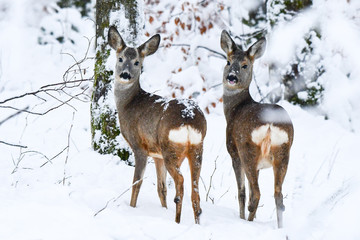 Roe Deer (Capreolus capreolus) in the forest. Bieszczady Mountains.
