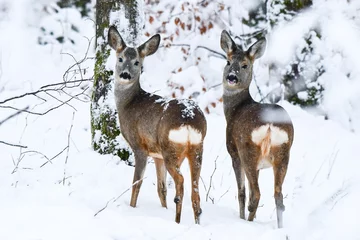Gordijnen Roe Deer (Capreolus capreolus) in the forest. Bieszczady Mountains. © Szymon Bartosz