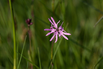 Firletka Poszarpana (Lychnis flos-cuculi)