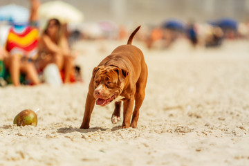 Pitbull dog watches head-down next to a coconut on the beach