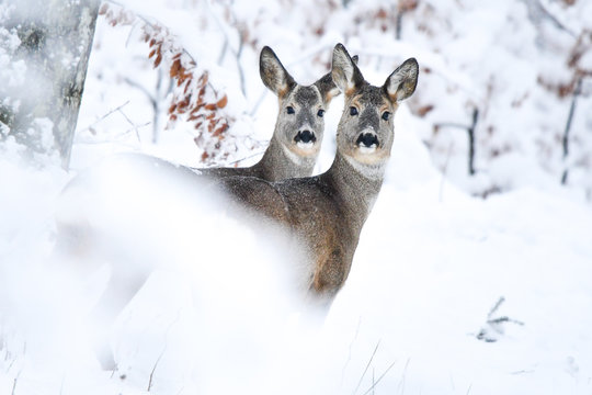 Roe Deer (Capreolus capreolus) in the forest. Bieszczady Mountains.