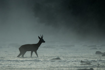 Roe Deer (Capreolus capreolus) in the San river. Bieszczady Mountains. Poland © Szymon Bartosz
