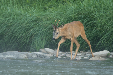 Roe Deer (Capreolus capreolus) in the San river. Bieszczady Mountains. Poland