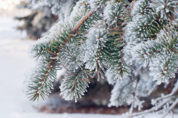 Naklejka na ściany i meble frost covered branches of spruce close up