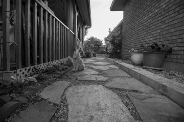 black and white walkway with cat 