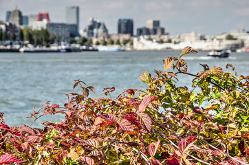 Close-up of a blackberry bush in autumn with the river Nieuwe Maas and the Rotterdam skyline...