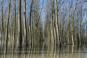 Obraz premium Golena del Po