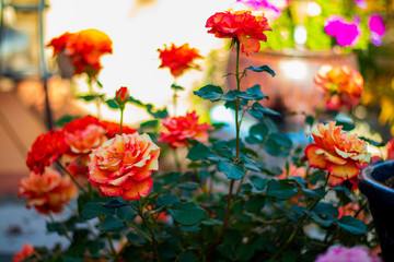 Fototapeta na wymiar orange roses on a bright day 