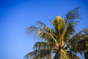 Fototapeta premium Coconut Palm tree on the clear blue sky gradient color.