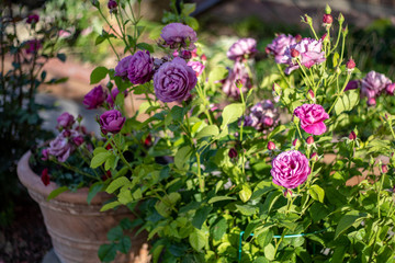 bush of candy cane roses with deep red/purple colors