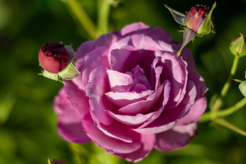pink rose with 2 buds 