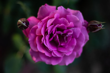 face of a light purple rose 