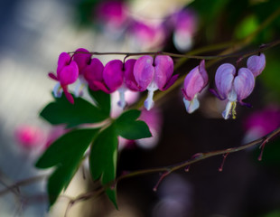 flower bells hanging from branch 