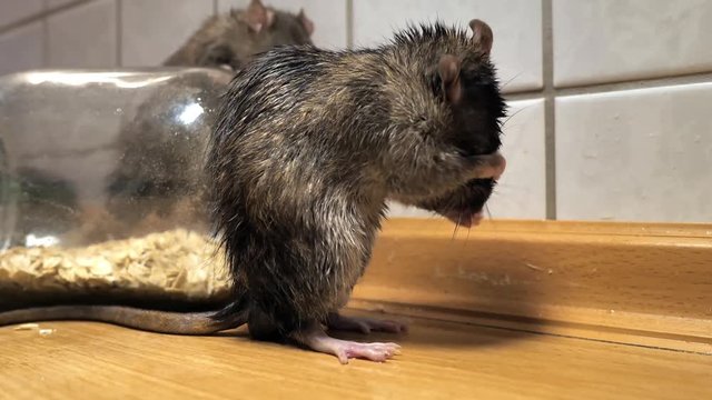 3 Ratten sitzen als Sch&auml;dlinge in einer K&uuml;che und putzen sich, mehrere Szenen, mit Ton