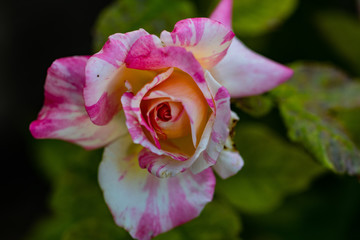 candy cane rose spreading out its petals 