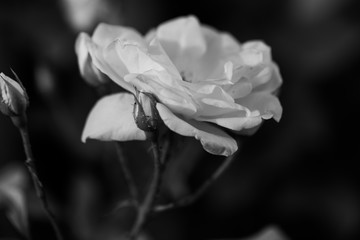 black and white rose 