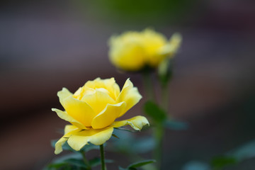 yellow flower with one behind it