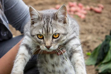 Striped beautiful cat in the hands, on the background of nature