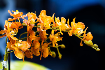 yellow flower with dark background 