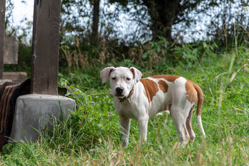 young american staff