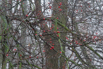 Branches of a tree with drops of rain in the woods