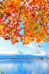 Fototapeta premium Widok liście klonowi w jesieni przy Jeziornym Kawaguchi w Japonia z górą Fuji w tle.