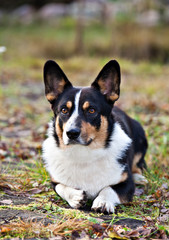 Dog breed Welsh Corgi Cardigan lying on green grass