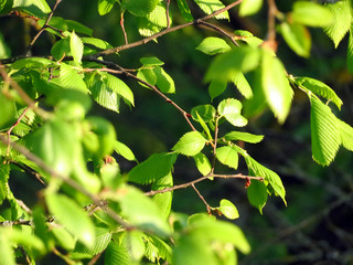 green leaves of a tree