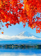 Naklejka premium View of the maple leaves in autumn at Lake Kawaguchi in Japan with the Mount Fuji in the background.