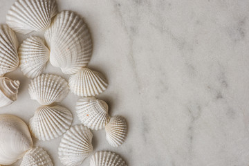 sea shells on a white background