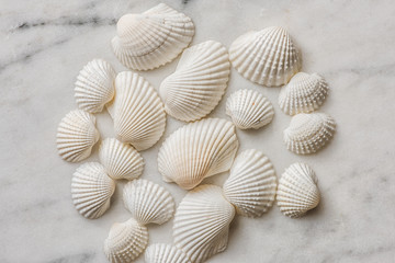 shell grouping on marble