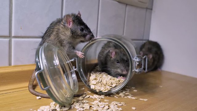 Ratten in einer K&uuml;che fressen Essensreste, laufen aus Brotdose, schn&uuml;ffeln an Kartoffeln, mehrere Szenen, mit Ton