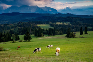 Piękne krowy wypasane na wspaniałym górskim pastwisku - obrazy, fototapety, plakaty